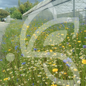 Natura Auxiliaires de Culture Connect