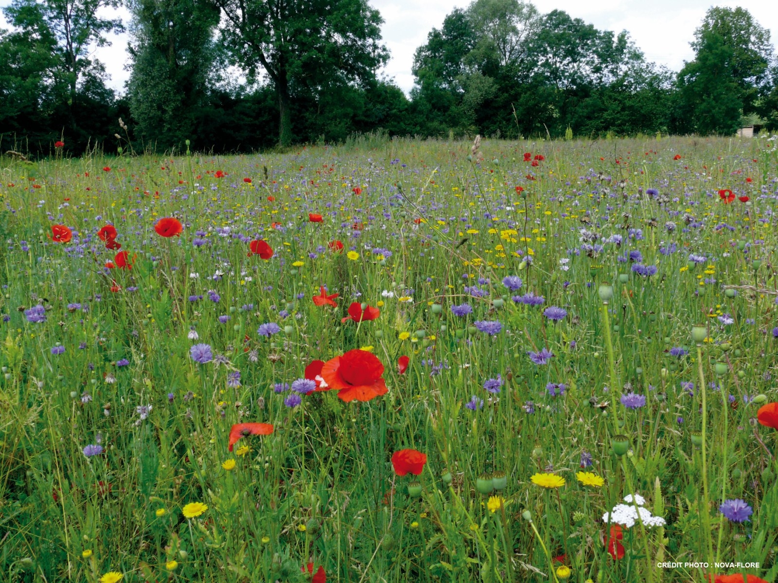 NOVA FLORE PROFESSIONNEL CHAMPIGNE LES HAUTS D ANJOU PRAIRIES VIVACES
