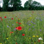 NOVA FLORE PROFESSIONNEL CHAMPIGNE LES HAUTS D ANJOU PRAIRIES VIVACES