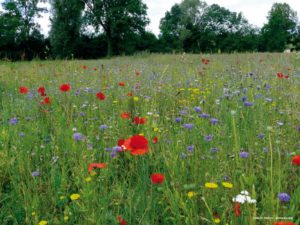 NOVA FLORE PROFESSIONNEL CHAMPIGNE LES HAUTS D ANJOU PRAIRIES VIVACES