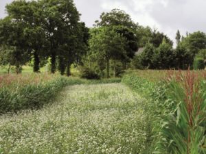 Gamme Jachères Fleuries Nova -Flore Champigné