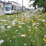 NOVA FLORE PROFESSIONNEL CHAMPIGNE LES HAUTS D ANJOU AMÉNAGEMENT