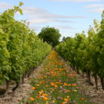 NOVA FLORE PROFESSIONNEL CHAMPIGNE LES HAUTS D ANJOU JACHERES FLEURIES VIGNES DECO ANNUELLES