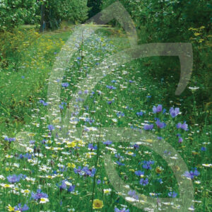 Inter-rang Biodiversité