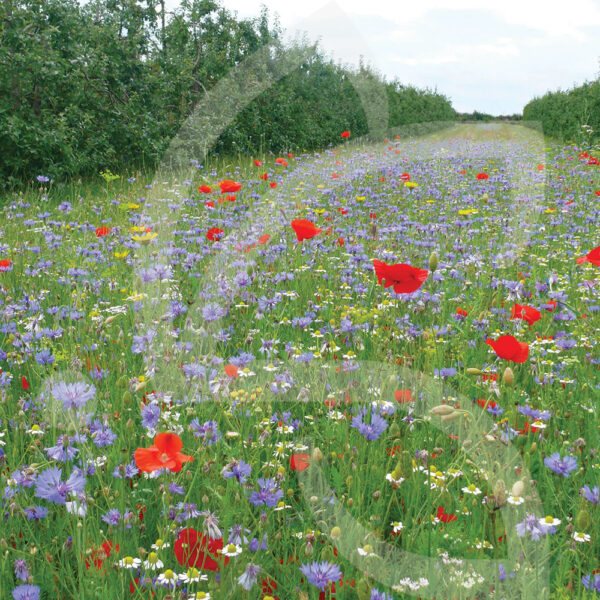 Tournières Biodiversité
