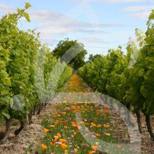 Déco vignes Annuelles