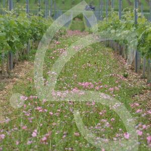 Vignes Fleuries Sauvages