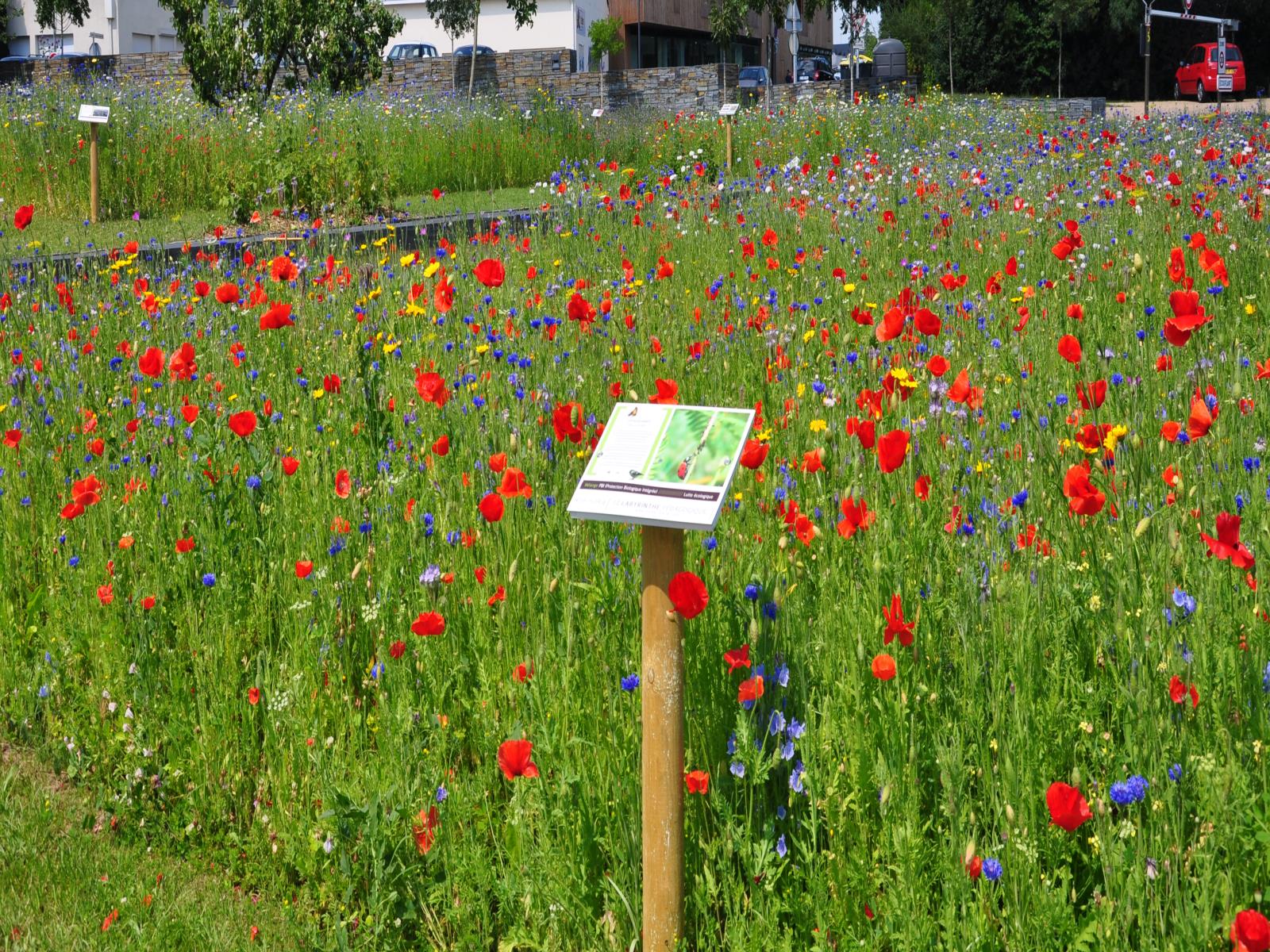 Prairie fleurie Nova Flore