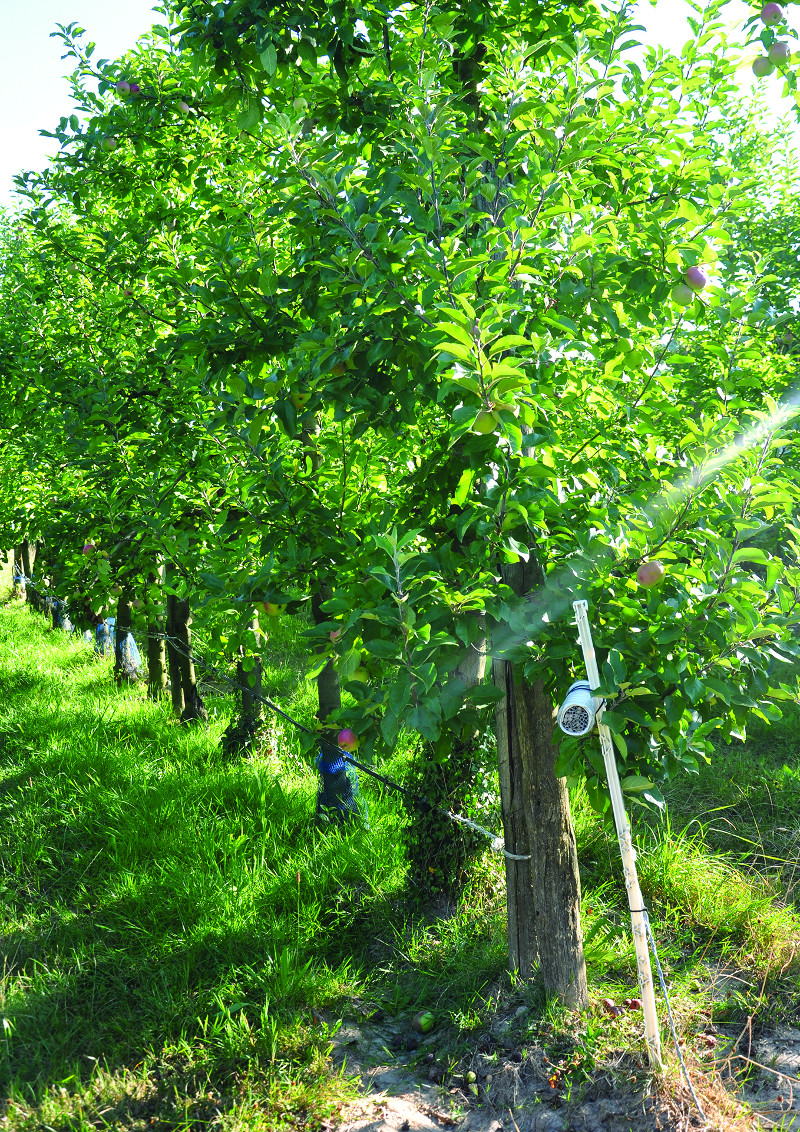 arboriculture