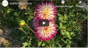 Dahlia Nova Flore