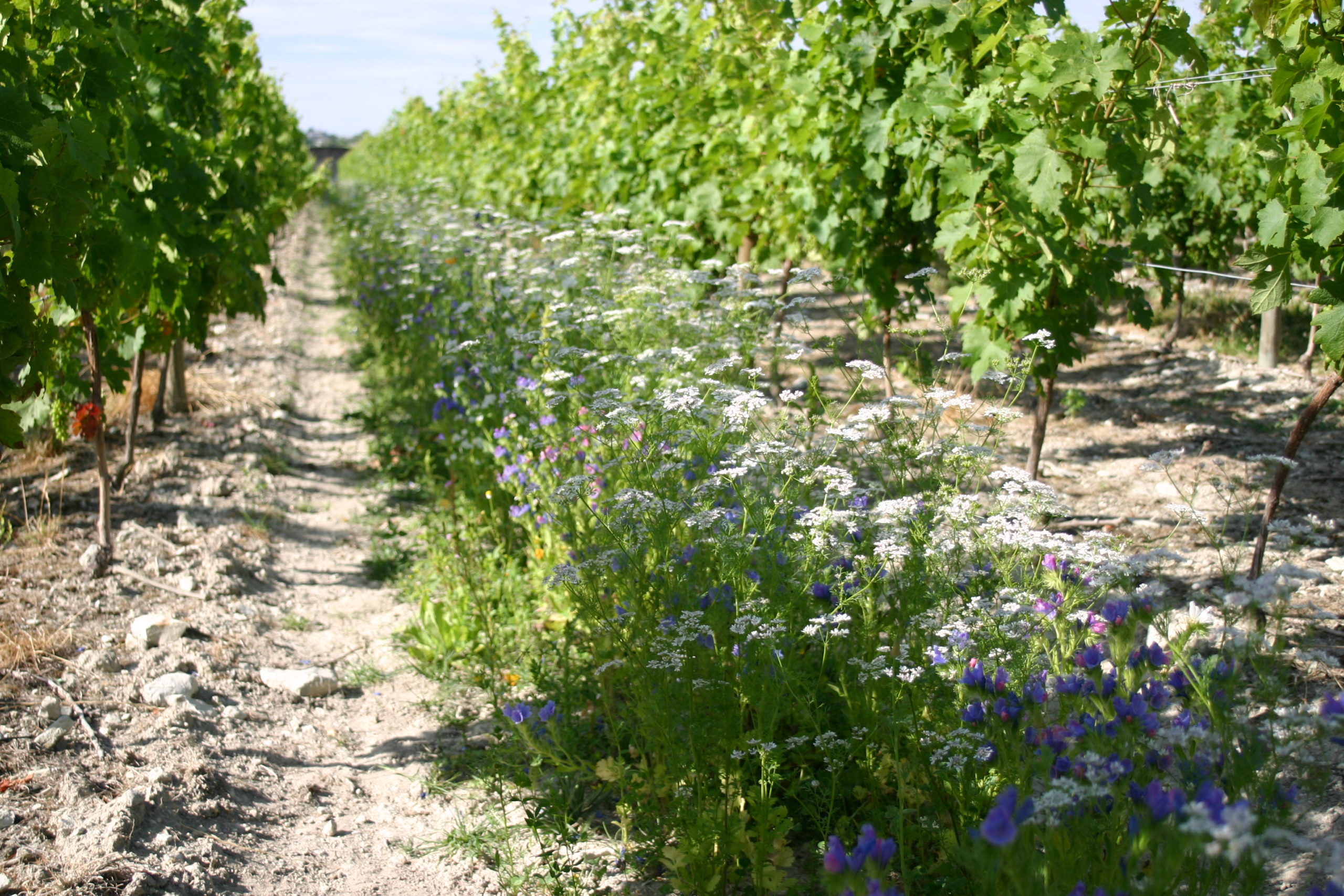 vigne inter-rang