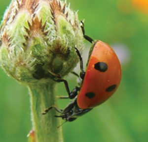 coccinelle