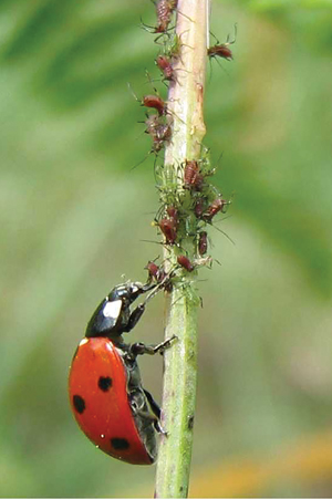 coccinelle