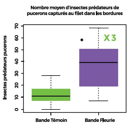 bande fleurie