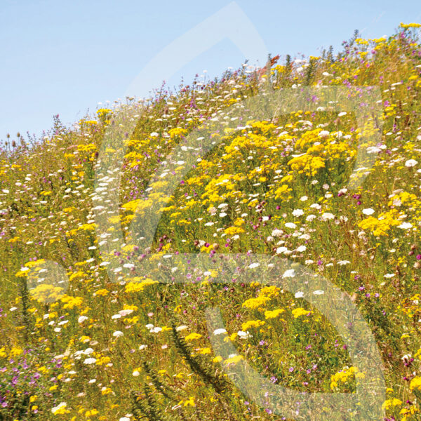 Natura Talus connect