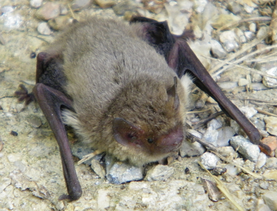 chauve-souris