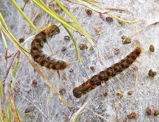 chenille du pin