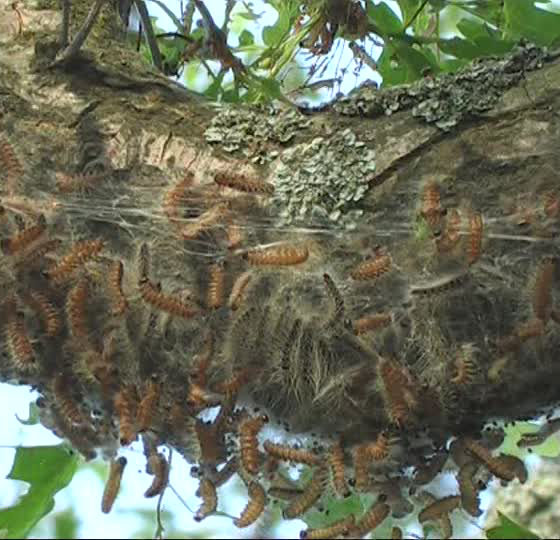 chenille