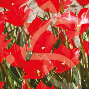 Tulipe Botanique Linifolia