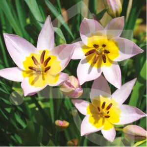 Tulipe Saxatilis