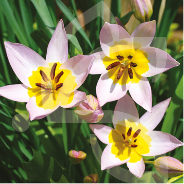 Tulipe Saxatilis