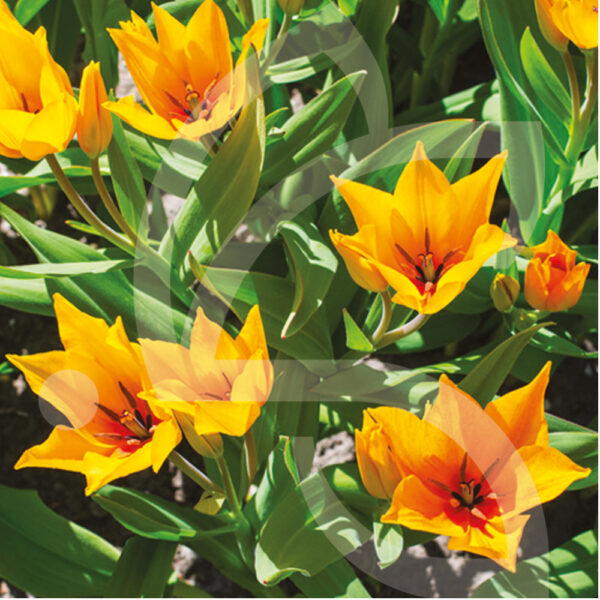 Tulipe Botanique Praestans Shogun