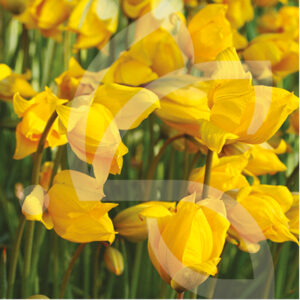 Tulipe Botanique Sylvestris