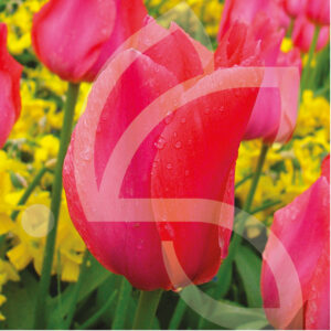 Tulipe Fosteriana Albert Heijn