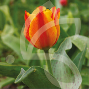 Tulipe Greigii Capé Cod