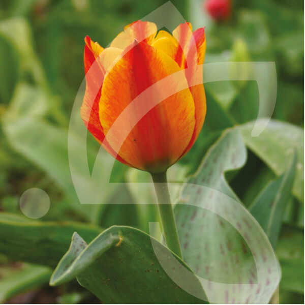 Tulipe Greigii Capé Cod