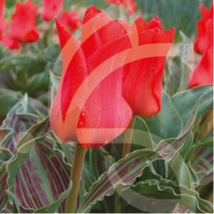 Tulipe Greigii Chaperon Rouge