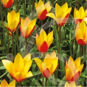 Tulipe Chrysantha