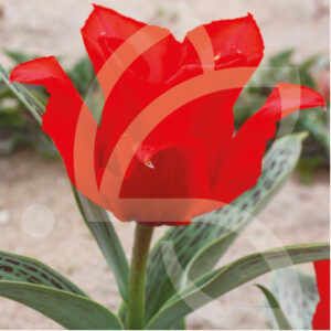 Tulipe Greigii Grand Prestige