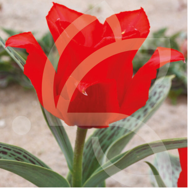 Tulipe Greigii Grand Prestige