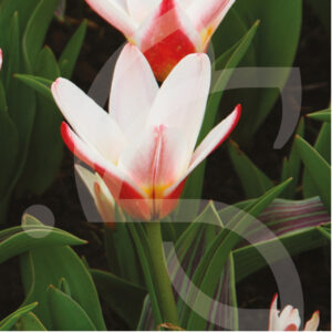 Tulipe Kaufmanniana Heart's Delight
