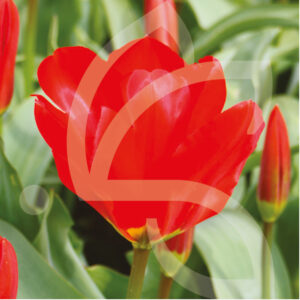 Tulipe Fosteriana Mme Lefeber