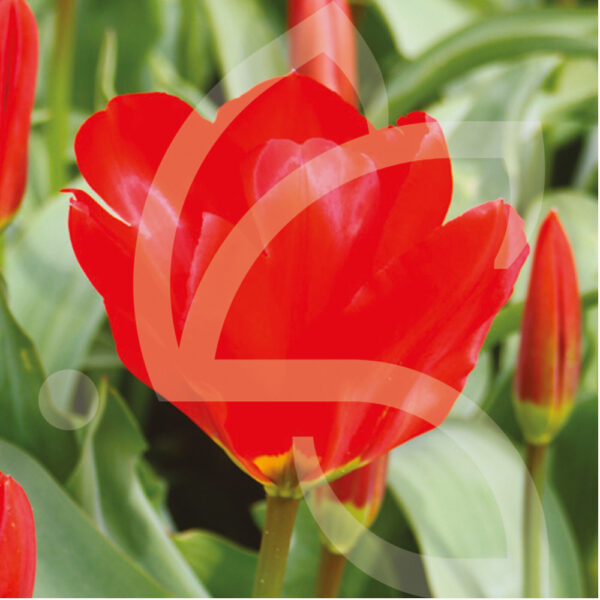Tulipe Fosteriana Mme Lefeber