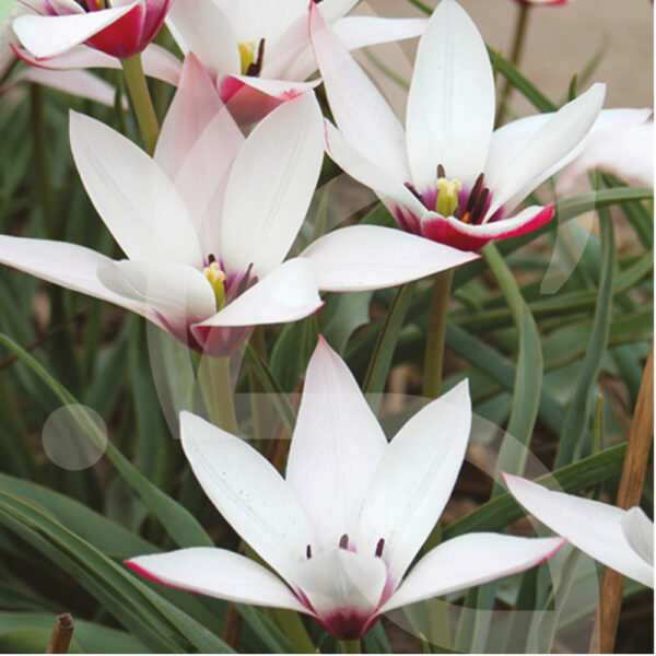 Tulipe Botanique Clusiana Peppermint Stick