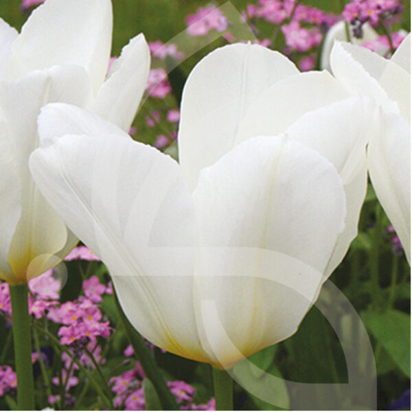 Tulipe Fosteriana Purissima