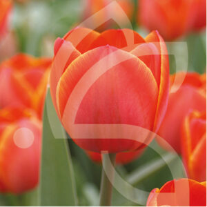 Tulipe Darwin Hybride Adrem