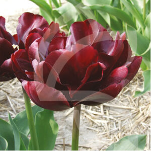 Tulipe Double Tardive BLACK HERO