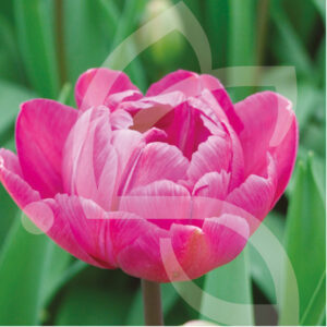 Tulipe Double Tardive Blue Diamond