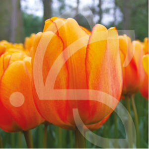 Tulipe Darwin Hybride Blushing Apeldoorn