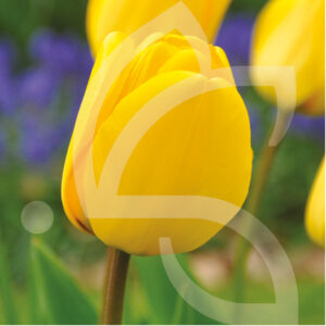 Tulipe Darwin Hybride Golden Apeldoorn