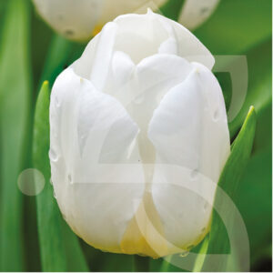 Tulipe Darwin Hybride Hakuun