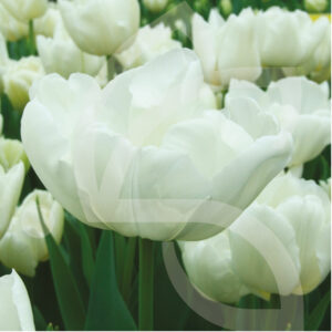 Tulipe Double Hative Mondial