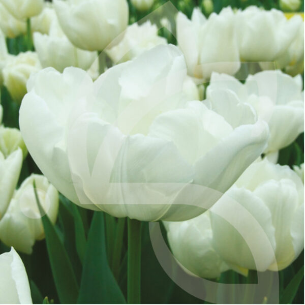 Tulipe Double Hative Mondial