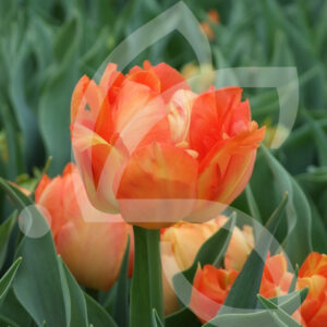 Tulipe Double Hative Monte Orange