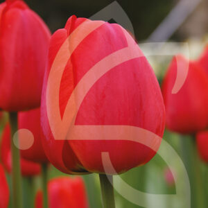 Tulipe Darwin Hybride Oxford