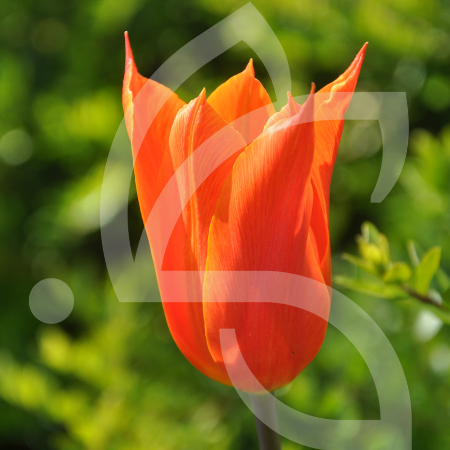 Tulipe Fleur de Lys Ballerina
